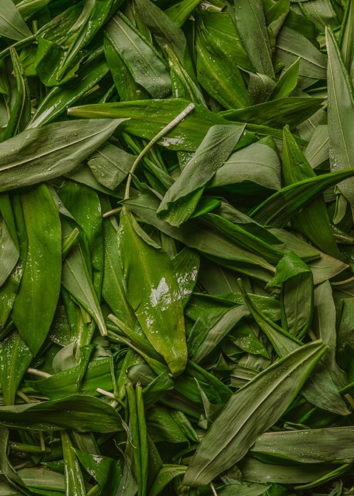 Wild garlic